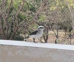 Fluvicola nengeta