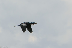 Microcarbo africanus