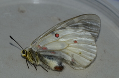 Parnassius clodius image