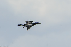 Microcarbo africanus