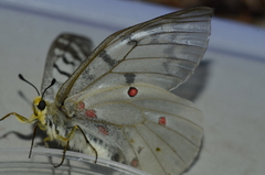 Parnassius clodius