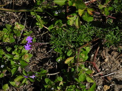 Glandularia aristigera