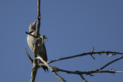 Colaptes auratus cafer