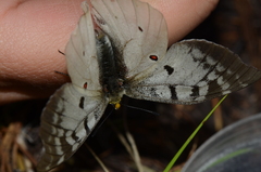 Parnassius clodius image