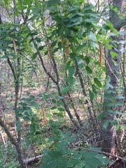 Caragana arborescens