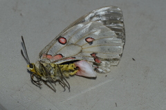 Parnassius clodius