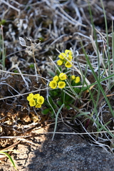 Draba pilosa