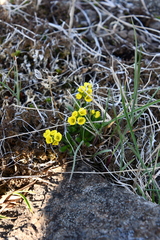 Draba pilosa