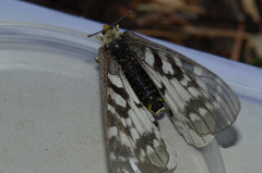 Parnassius clodius