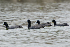 Fulica cristata