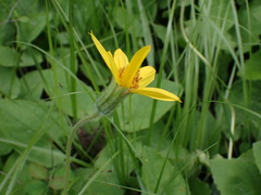 Arnica cordifolia