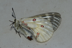 Parnassius clodius