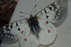 Parnassius clodius image