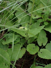 Arnica cordifolia
