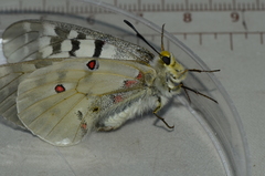 Parnassius clodius