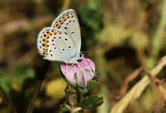 Plebejus argyrognomon