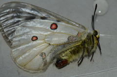 Parnassius clodius image