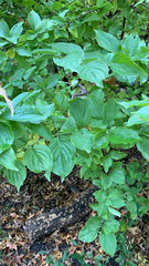 Cornus