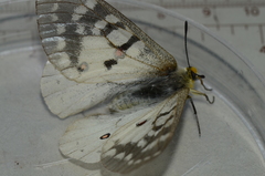 Parnassius clodius