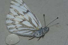 Pontia sisymbrii