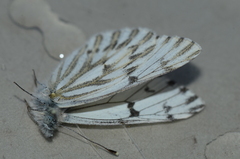 Pontia sisymbrii