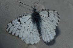 Pontia sisymbrii