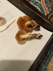 Cortinarius rubiginosus