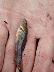Aphredoderus sayanus