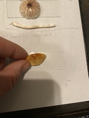 Cortinarius rubiginosus