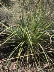 Muhlenbergia rigens