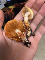 Cortinarius rubiginosus