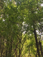 Caragana arborescens