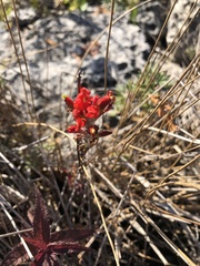 Castilleja coccinea