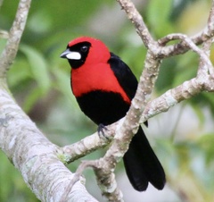 Ramphocelus nigrogularis