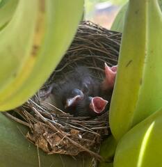 Thraupis sayaca sayaca