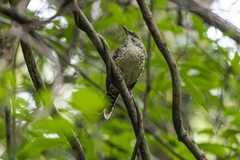 Campylorhynchus gularis