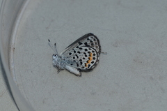 Euphilotes battoides