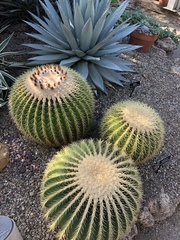 Kroenleinia grusonii