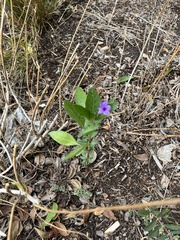 Ruellieae