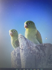 Brotogeris jugularis