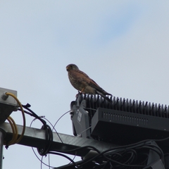 Falco tinnunculus tinnunculus