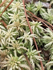 Sphagnum affine