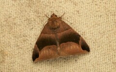Poaphilini