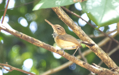 Ramphocaenus melanurus