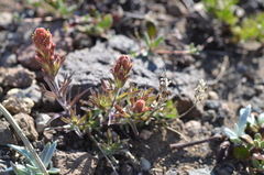 Castilleja arachnoidea