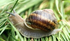 Cornu aspersum