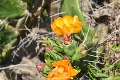 Opuntia megapotamica