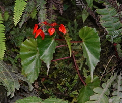 Begonia stenotepala