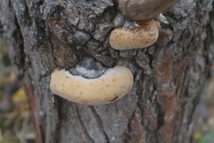 Fomitiporia hartigii