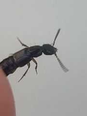 Platydracus viridanus